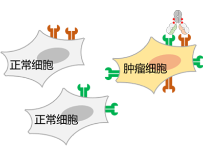 机制 4